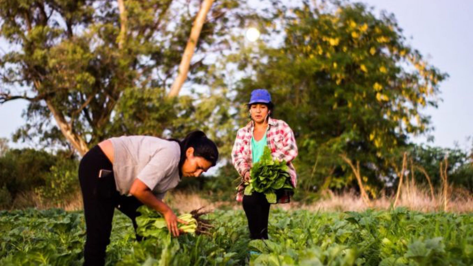 Defendamos el Instituto Nacional de la Agricultura Familiar, Campesina e Indígena